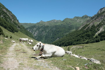 Vache gascone,Vallée d'orlu