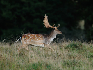 Damwild, Brunft