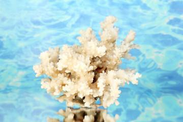 Sea coral on water background close-up © Africa Studio