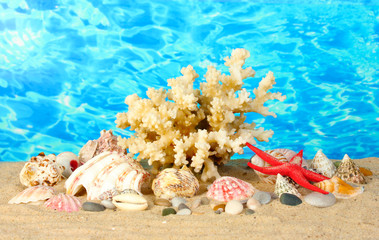 Sea coral with shells on water background close-up