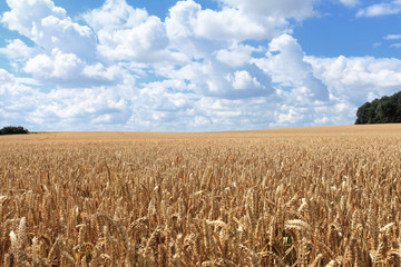 wheat fields under the sun in the summer before harvest