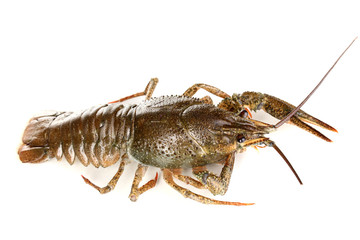 green crawfish isolated on white close-up