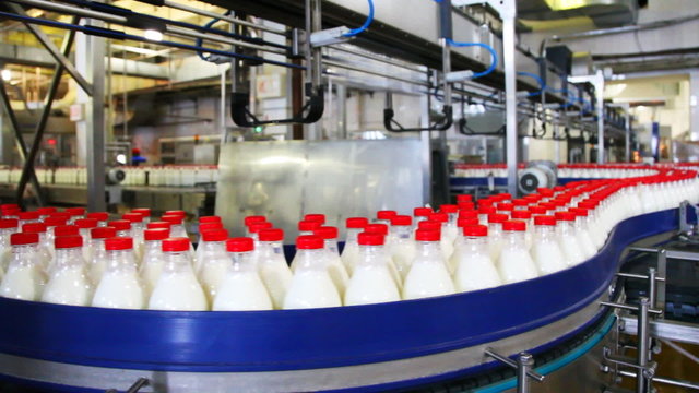 many bottles milk  move in row on conveyor at factory