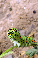 Green caterpillar on stem carrots - Papilio machaon