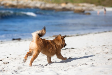 Elo-Welpe läuft voller Freude am Strand