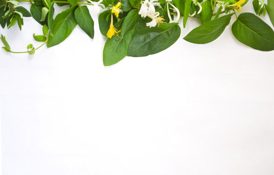 Honeysuckle green leaves on white background