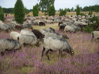 Lüneburger Heide