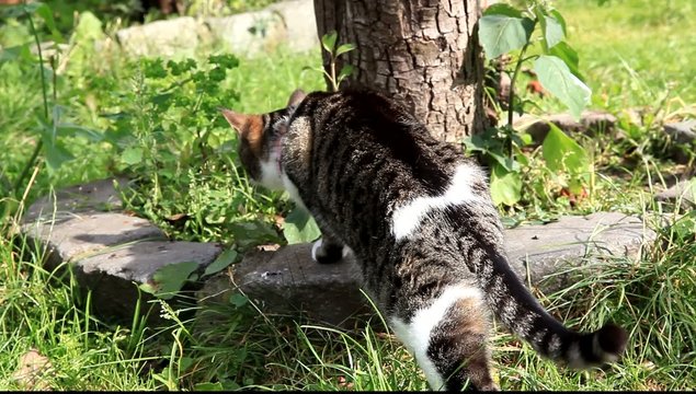 chat