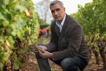 Vintner looking bunch of grapes