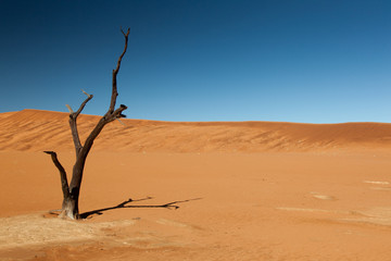 Fototapeta na wymiar Withered tree in the desert