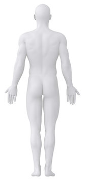White male isolated in anatomical position posterior view