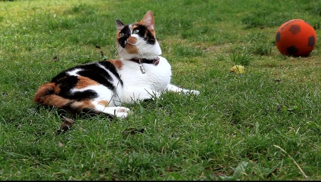 chat