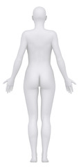 White female isolated in anatomical position posterior view