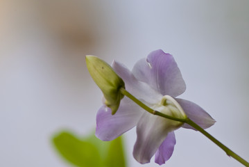Beautiful orchid