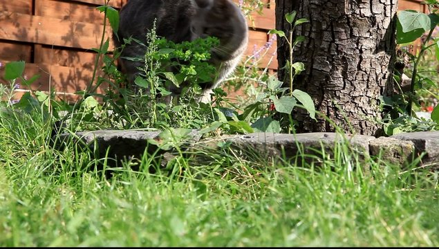 chat