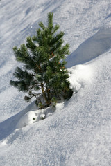 Single tree on snowy hill