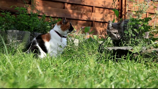chat