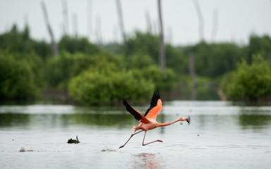 Fototapeta premium The flamingo runs on water with splashes