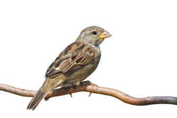 Sideways Sparrow