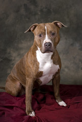 Portrait of a Pit Bull