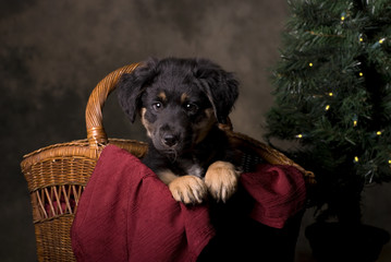 German Shepherd Puppy in Christmas Basket
