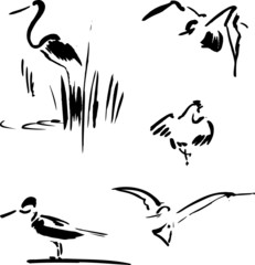 Calligraphy bird set