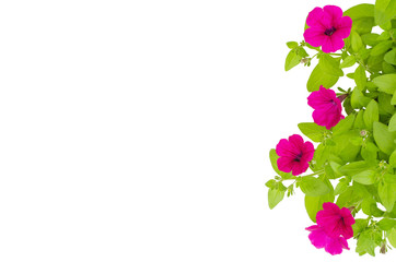 petunia isolated on white background