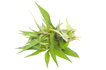 Vietnamese mint  isolated on white background