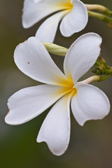 Fototapeta na wymiar Branch of tropical flowers frangipani (plumeria) 