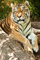 Sibirischer Tiger (Panthera tigris altaica)