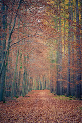 Pathway in autumn park