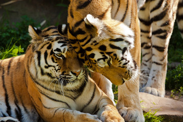 Sibirischer Tiger (Panthera tigris altaica)