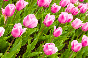 beautiful tulips field in spring time