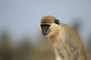 Small Monkey