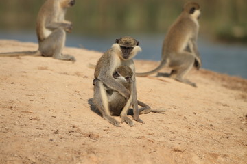 Small Monkey