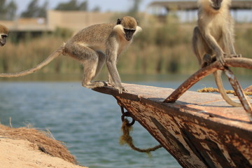 Small Monkey