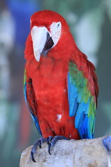 Parrot