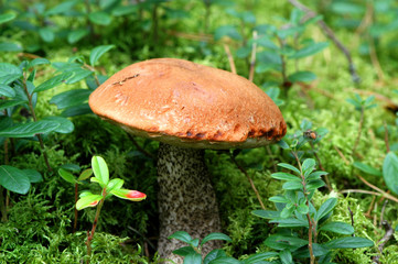Growing red-capped scaber stalk