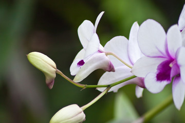 Beautiful orchid