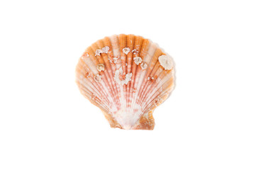 sea shell isolated