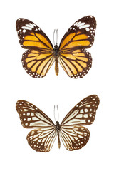 Fototapeta na wymiar Butterfly Isolate On White Background