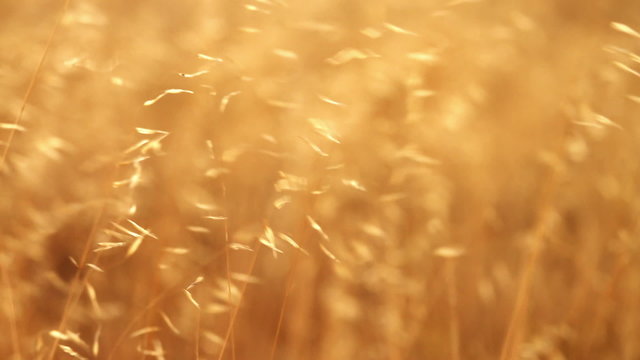 WIld grass (wheat) blowing in wind Background