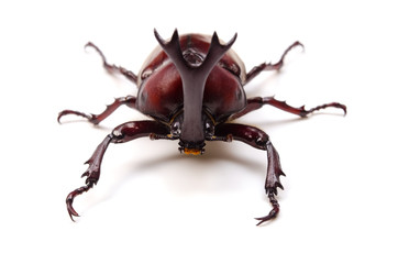カブトムシ