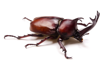 カブトムシ © eyeblink
