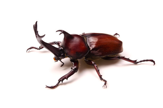 2 487 Best カブトムシ Images Stock Photos Vectors Adobe Stock