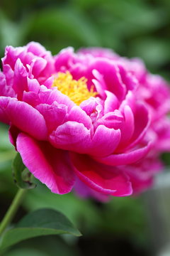 芍薬 シャクヤク 采女の衣 さいじょのころも 神代植物公園 Stock Photo Adobe Stock