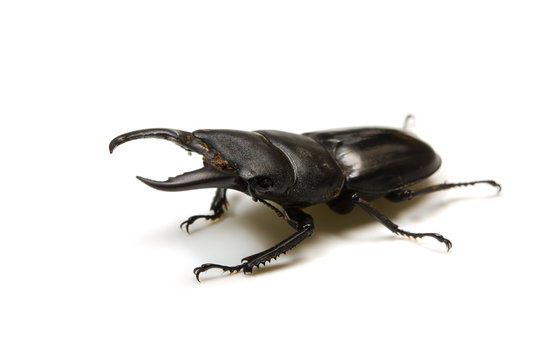 ヒラタクワガタ