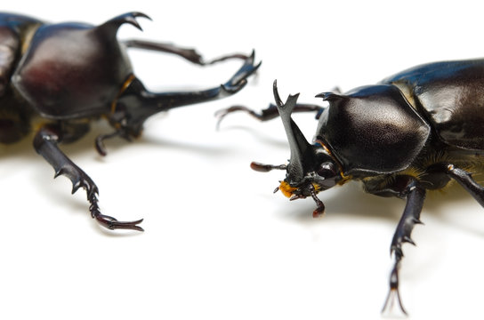 カブトムシ