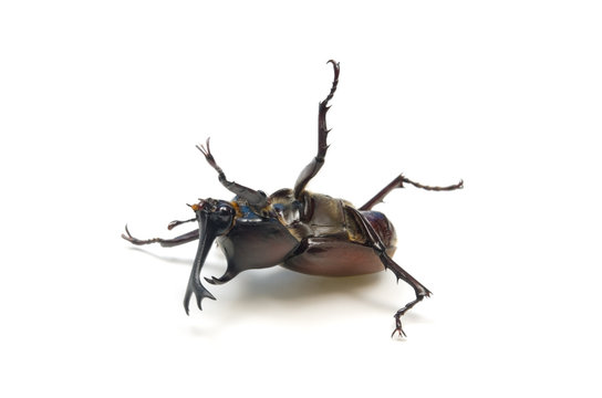 カブトムシ