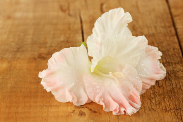 Naklejka premium beautiful bud of pale pink gladiolus